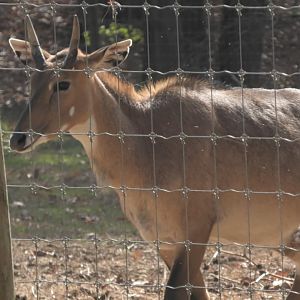 nilgai