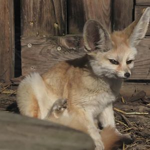 Fennec fox