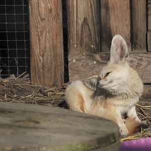 Fennec fox