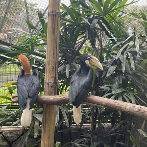 wallacea & sahul - papuan hornbill (rhyticeros plicatus) - taman burung