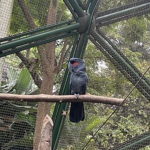 wallacea & sahul - goliath cockatoo (probosciger aterrimus goliath) - taman burung