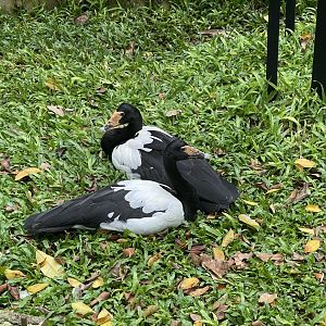 wallacea & sahul -  magpie goose (anseranas semipalmata) - taman burung