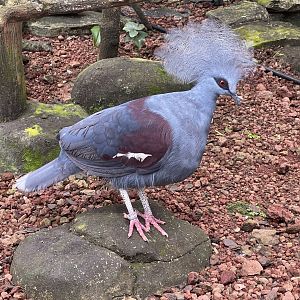 wallacea & sahul - western crowned pigeon (goura cristata) - taman burung