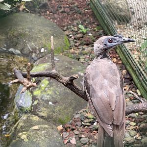 wallacea & sahul - helmeted friarbird (philemon buceroides) - taman burung