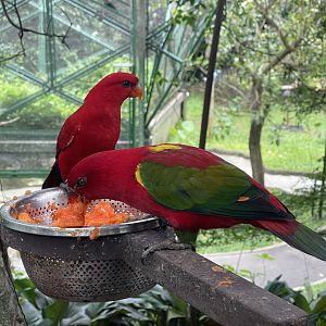 wallacea & sahul - yellow-backed chattering lory (lorius garrulus flavopalliatus) - taman burung