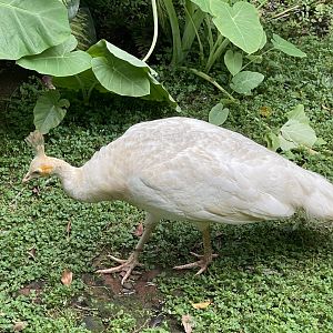 wallacea & sahul - leucistic indian peafowl (pavo cristatus) - taman burung