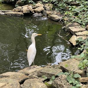 wallacea & sahul - eastern cattle egret (ardea coromanda) - taman burung