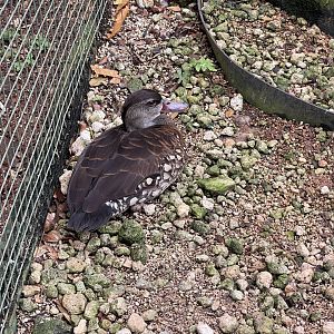 wallacea & sahul - spotted whistling duck (dendrocygna guttata) - taman burung