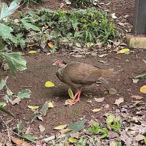 wallacea & sahul - female silver pheasant (lophura nycthemera) - taman burung