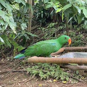wallacea & sahul - male moluccan electus (eclectus rotatus) (1) - taman burung