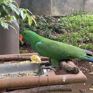 wallacea & sahul - male moluccan electus (eclectus rotatus) (2) - taman burung