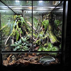 Green Pit Viper terrarium