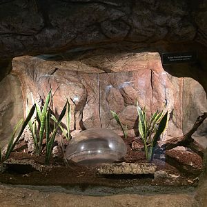 Asian Forest Scorpion tank