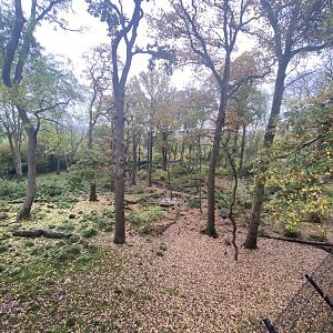 View of wolf and brown bear eny