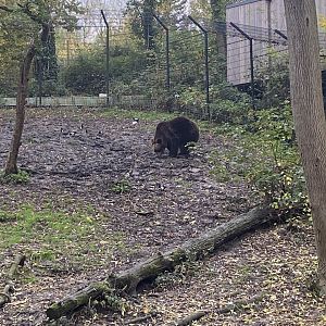 European brown bear image 2