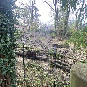 European brown bear enclosure