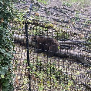 European brown bear image 3