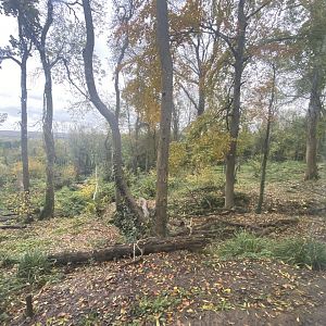 View of wolf and brown bear enclosure