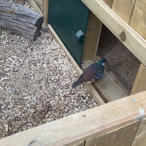 Mindanao bleeding heart dove