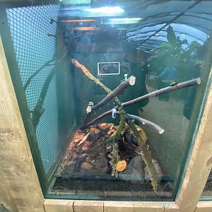 Mixed beetle exhibit