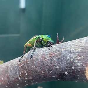 Flamboyant flower beetle image 1