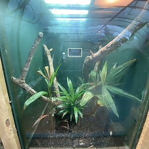 Turquoise dwarf gecko exhibit