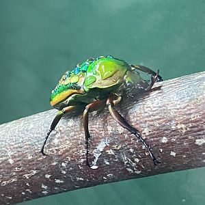 Flamboyant flower beetle image 2