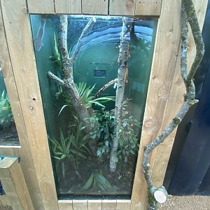 Henkel’s leaf-tailed gecko exhibit