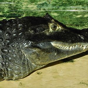 Spectacled Caiman (Caiman crocodilus) - Tobu Zoo November 15, 2025