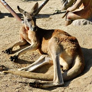 Red Kangaroo (Osphranter rufus) - Tobu Zoo November 15, 2025