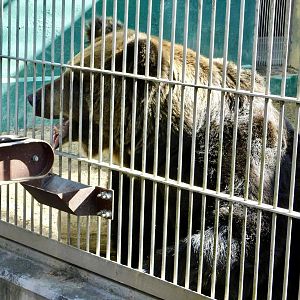 Hokkaido Brown Bear (Ursus arctos yesoensis) - Tobu Zoo November 15, 2025