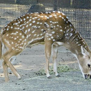 Axis Deer (Axis axis) - Tobu Zoo November 15, 2025