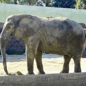 African Elephant (Loxodonta africana)  - Tobu Zoo November 15, 2025