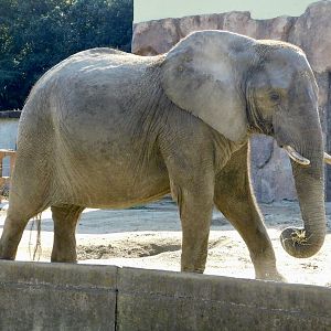 African Elephant (Loxodonta africana)  - Tobu Zoo November 15, 2025