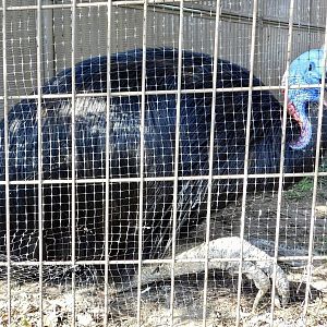 Southern Cassowarry (Casuarius casuarius) - Tobu Zoo November 15, 2025