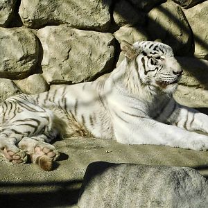 White Tiger (Panthera tigris tigris var)  - Tobu Zoo November 15, 2025