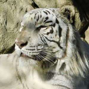 White Tiger (Panthera tigris tigris var)  - Tobu Zoo November 15, 2025