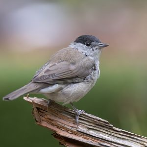 Eurasian Blackcap (wild) UK