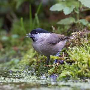 Marsh tit (wild) UK