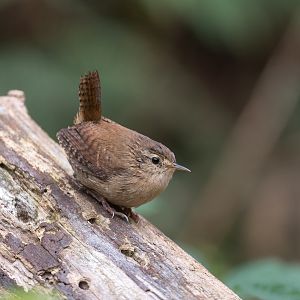 Eurasian Wren (wild) UK