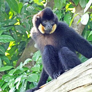 Buff-cheeked gibbon