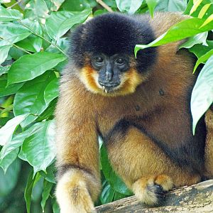 Buff-cheeked gibbon