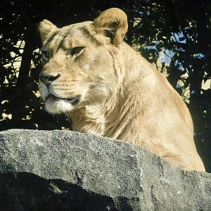 Female African Lion (Panthera leo) - Tobu Zoo November 15, 2025