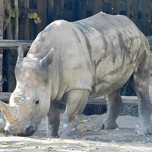 Southern White Rhinoceros (Ceratotherium simum simum) - Tobu Zoo November 15, 2025