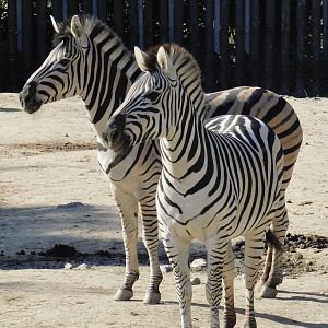 Grant's Zebra (Equus quagga boehmi) - Tobu Zoo November 15, 2025