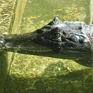Spectacled Caiman (Caiman crocodilus) - Tobu Zoo November 15, 2025
