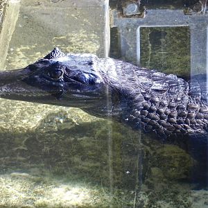 Spectacled Caiman (Caiman crocodilus) - Tobu Zoo November 15, 2025