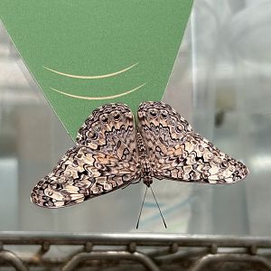 Unsigned butterfly species