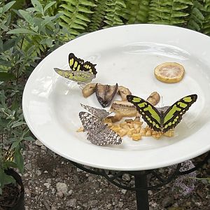 Feeding butterflies