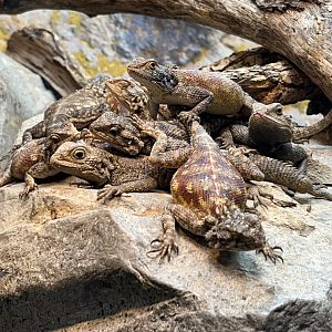 Bibron's Agama (Agama bibronii), August 13, 2025